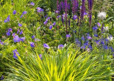Amethyst Prairie Garden
