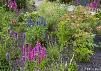 Aquamarine Prairie Garden