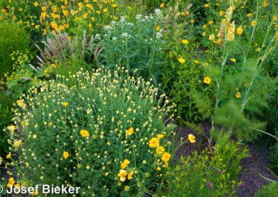 Citrine Prairie Garden