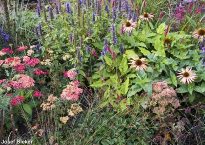 Cobalt Prairie Garden