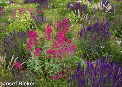 Coral Prairie Garden
