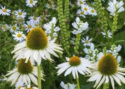 Crystal Prairie Garden