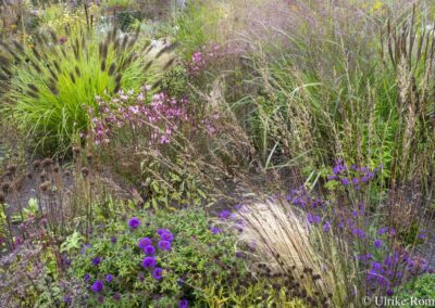 Garnet Prairie Garden