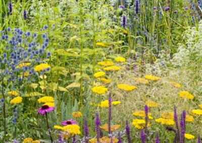 Gold Prairie Garden