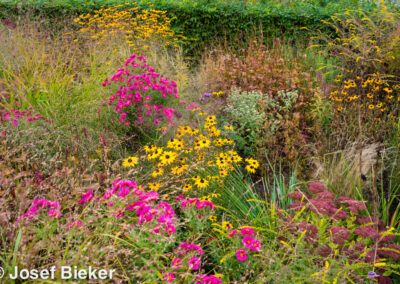 Jasper (Jaspis) Prairie Garden