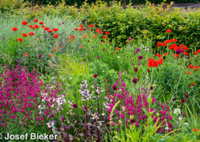 Ruby Prairie Garden