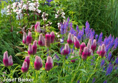 Topaz Prairie Garden
