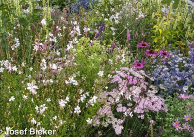 Xenon Prairie Garden